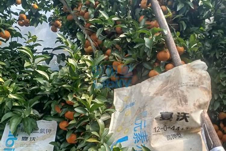 有机肥和无机肥有什么区别？