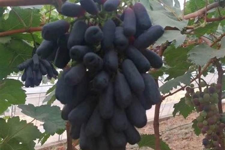 药百合茎叶楛死,用哪种农药防治好呢？