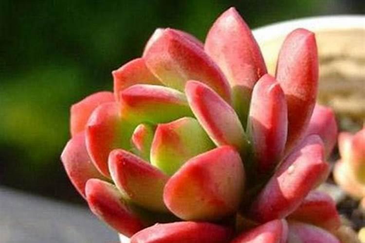 脱发用生姜洗发露有用吗