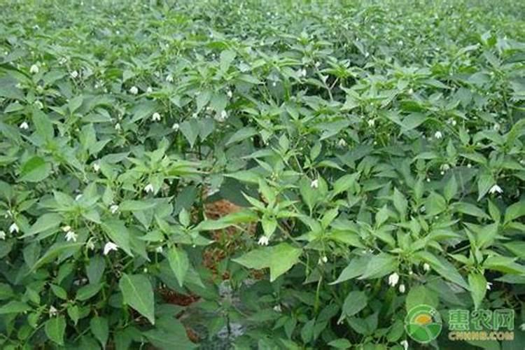 玉米青虫钻心虫特效药