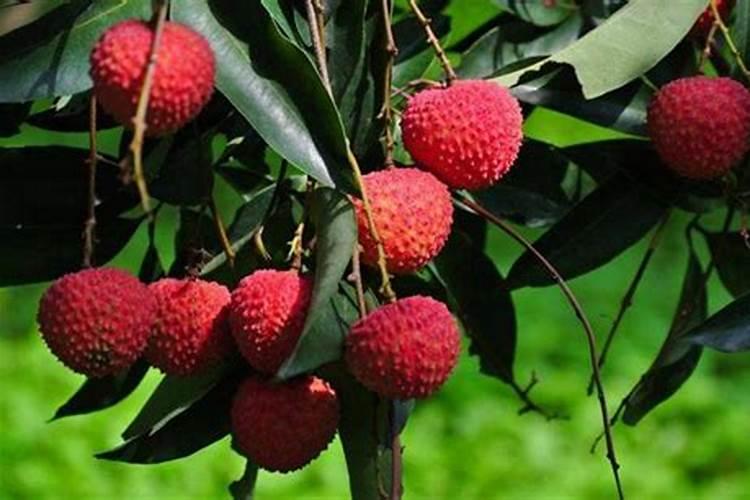 荔枝结果期管理技术 荔枝养殖技巧