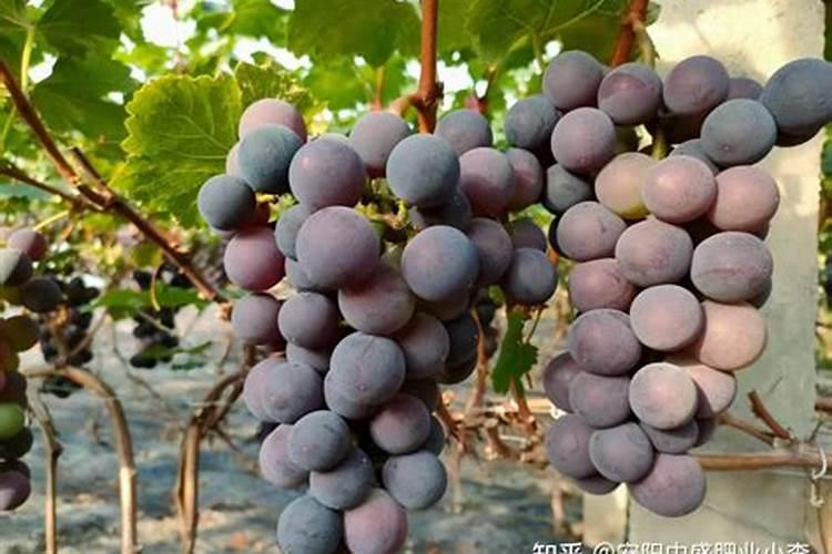 葡萄增产哪个水溶肥好？掌握施肥方案