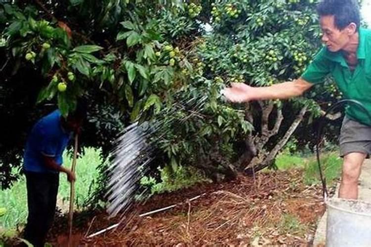 荔枝如何种植能提高产量 荔枝怎么种植能提高产量