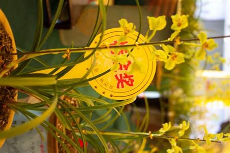 兰花出花苞后该如何浇水和施肥,怎么养护