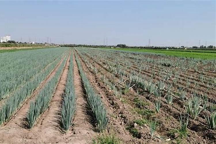 刚割完的韭菜撒草木灰怎么放(割掉后能用草木灰追肥吗)