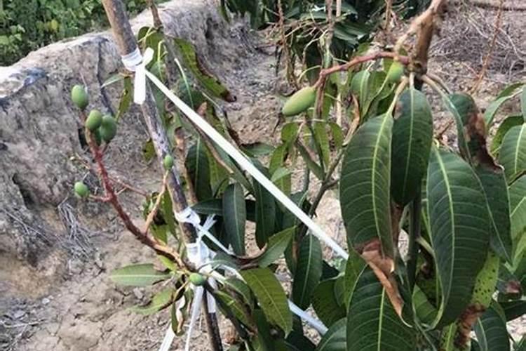 芒果树为什么不开花