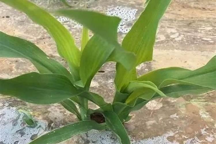 樱桃开花施肥管理方法