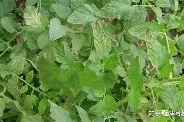 小麦打多效唑最晚再什么时候？