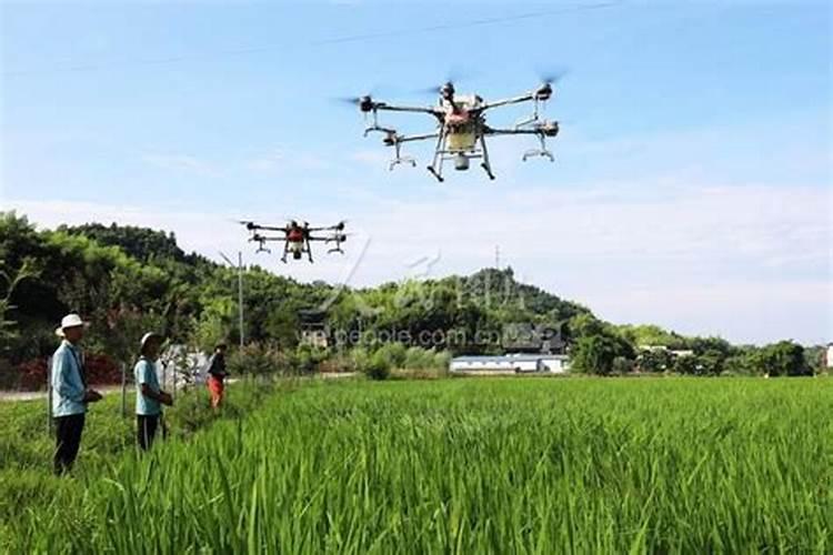 丁吉虫损害花椒树根咋办？