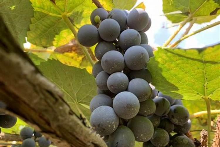 春耕肥地种金种,是什么生肖