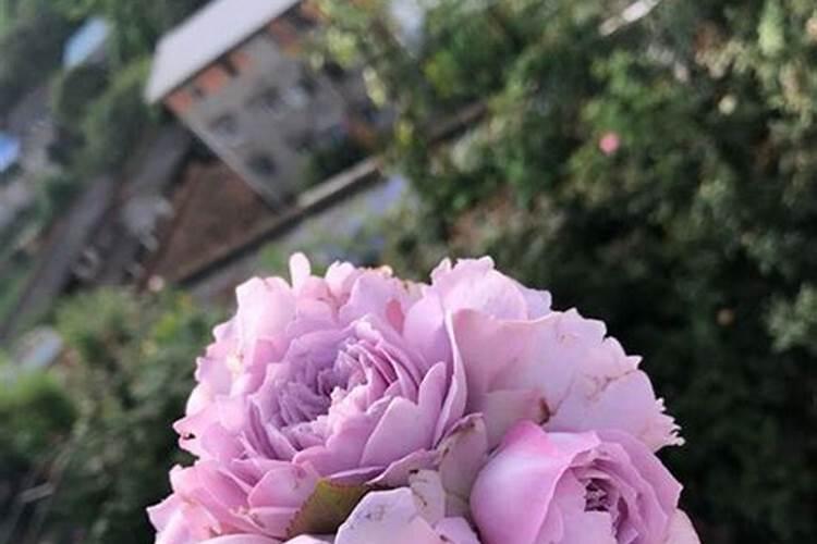 月季施肥时间和方法