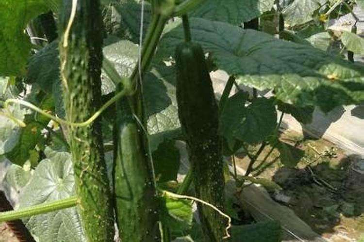 玉米锌肥叶面喷施用量