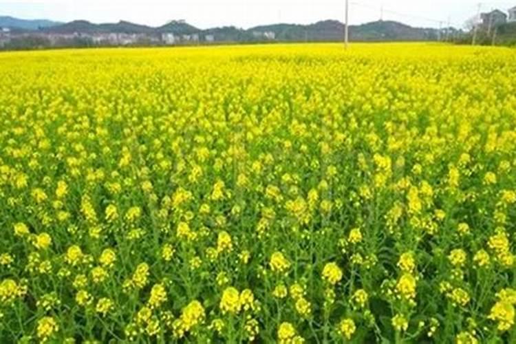 要想产品质量好,磷肥不得少,你知道如何选择磷肥吗？