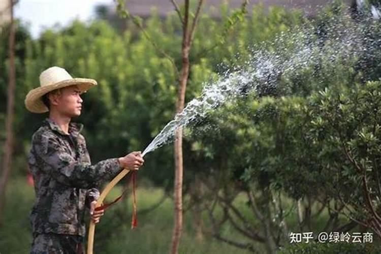 小麦返青肥用什么肥料好(小麦返青期追肥什么叶面肥好)