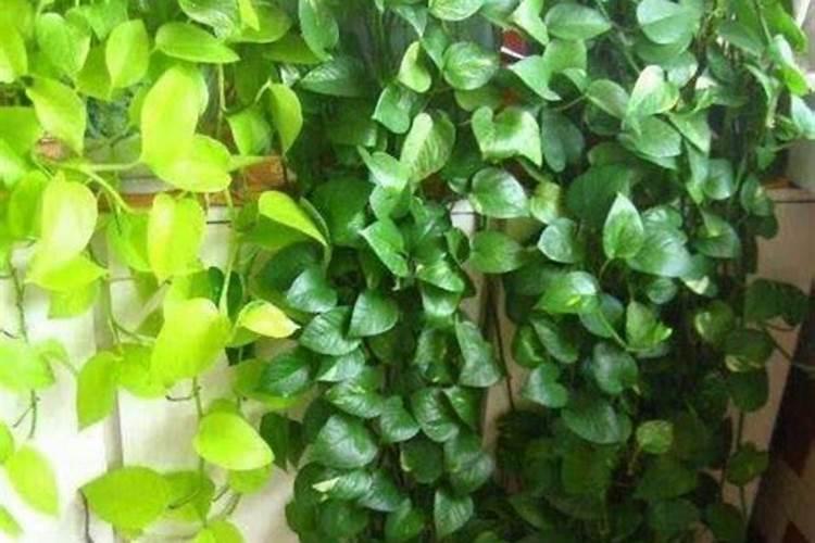 过期的钙能泡水浇花吗？