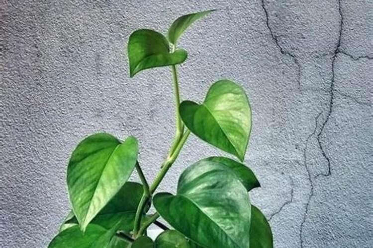 花叶子发黄怎么补救？5招让它们变得绿油油