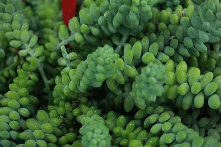 山楂施肥方法及时间