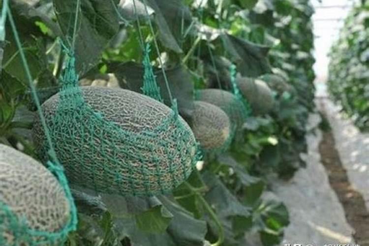 哈密瓜种植方法