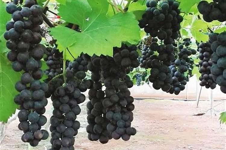 怎样能让葡萄甜,费用多少