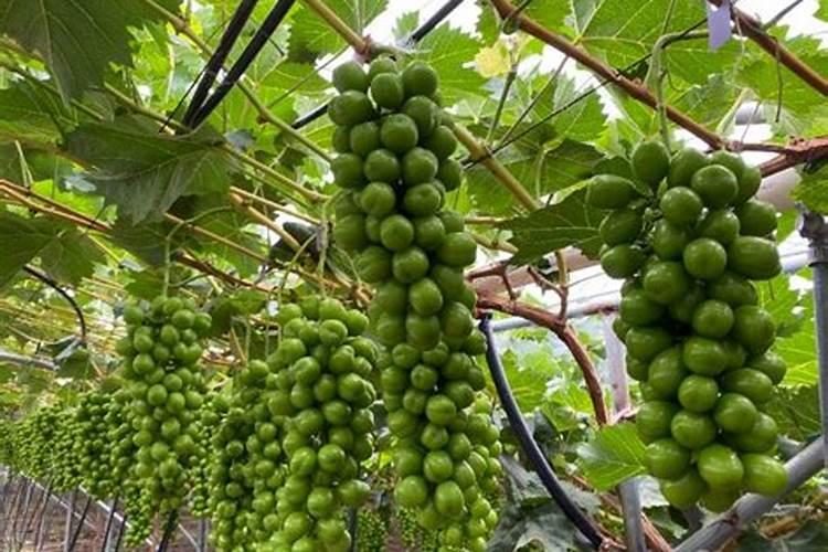 葡萄膨大素什么时候用好？葡萄专用膨果肥料怎么用？