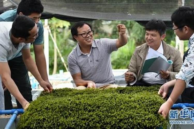 葡萄叶面肥有哪几种