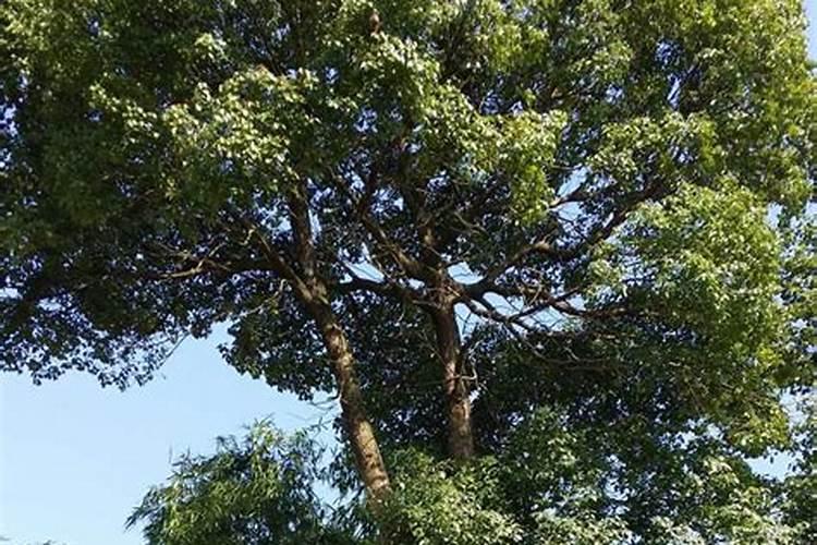 如何治疗香樟黄化病