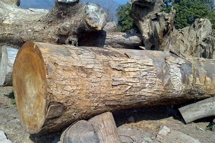 香樟树叶子冻干了怎么办？