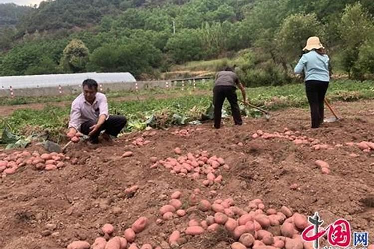 亚麻籽油能不能代替鱼油？