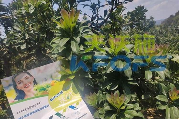 杨梅树施什么肥最好？