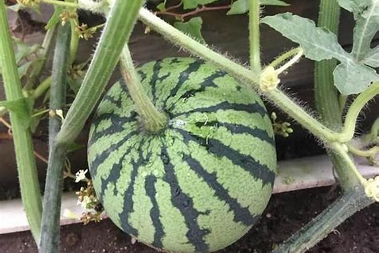 磷酸二氢钾和硼肥能一起用吗