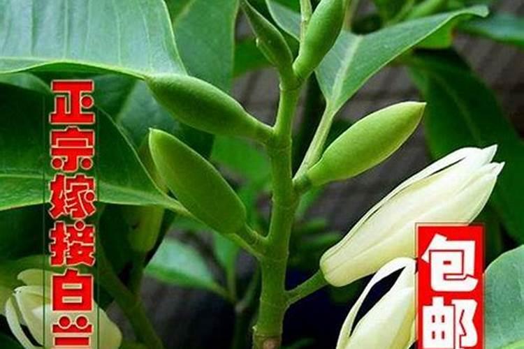 白兰花用什么肥料