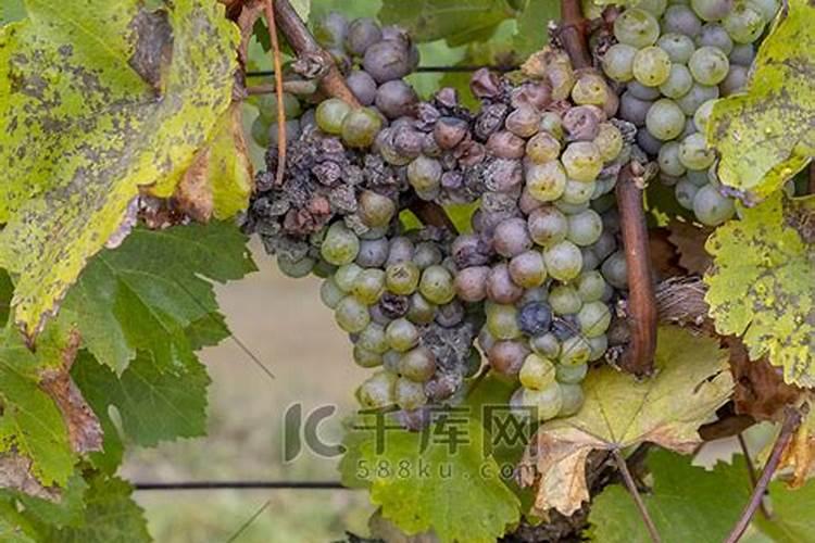 煮熟的黄豆水放了两三年能做肥料吗？