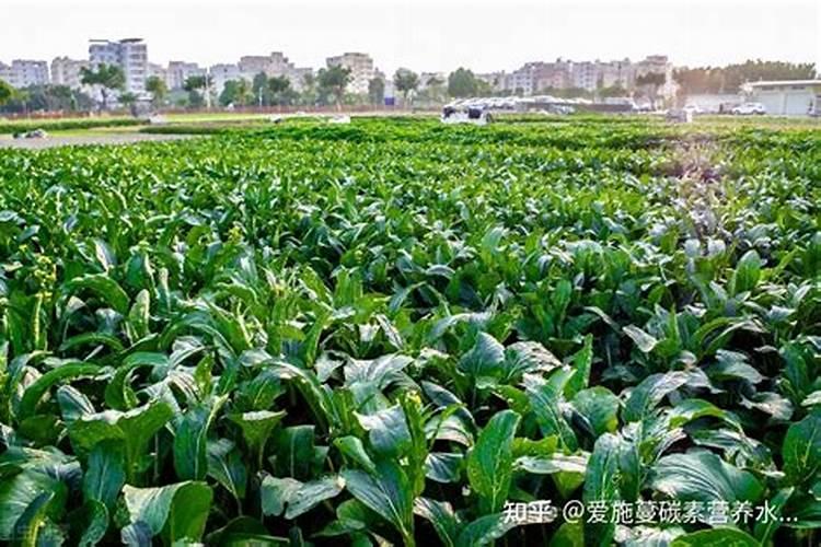 三角梅什么时间施肥好？