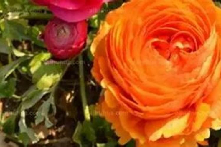 芹叶牡丹叶子发黄怎么办