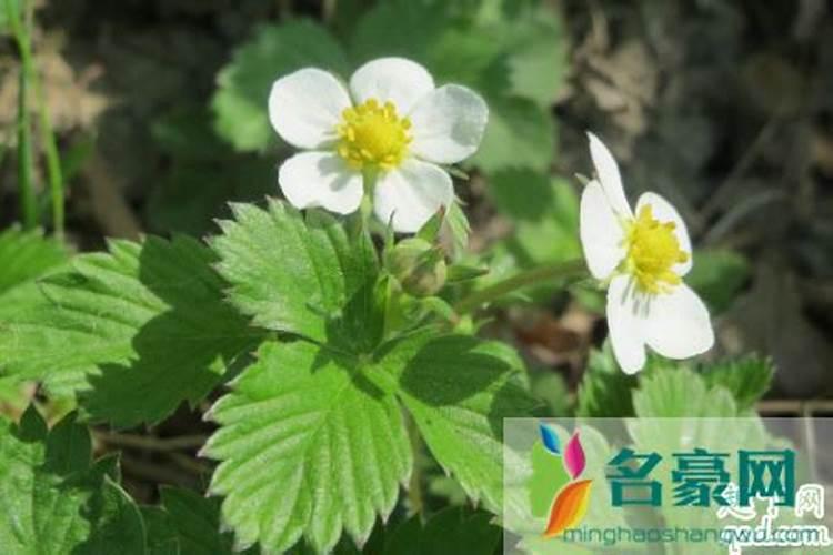 草莓碧护使用方法