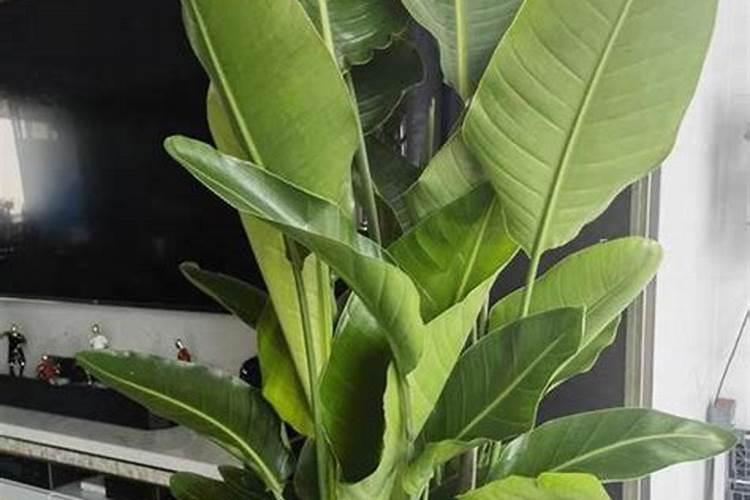 天堂鸟花怎么养才开花