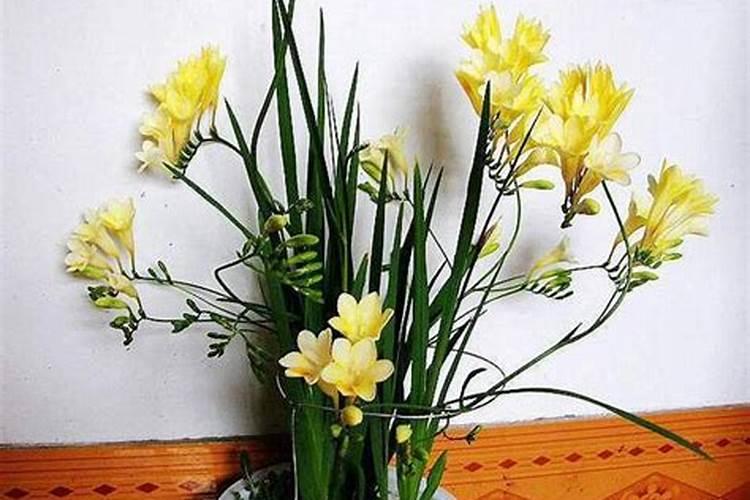 用什么给兰花施肥比较好