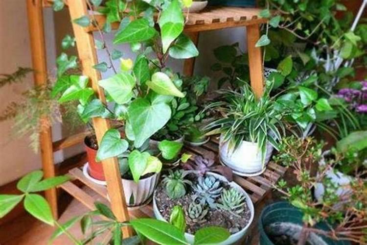 家中养花没有磷酸二氢钾肥？有什么东西可以代替一下吗？