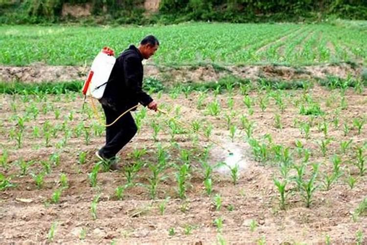 玉米施加钙肥的最佳时间 什么时候使用合适