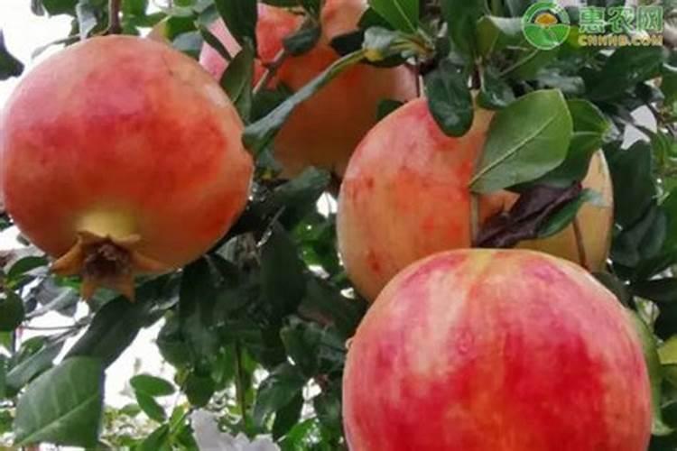 石榴树什么时间施肥合适 石榴施肥的最佳时间