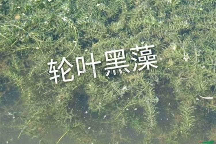 樱桃膨果期使用什么肥