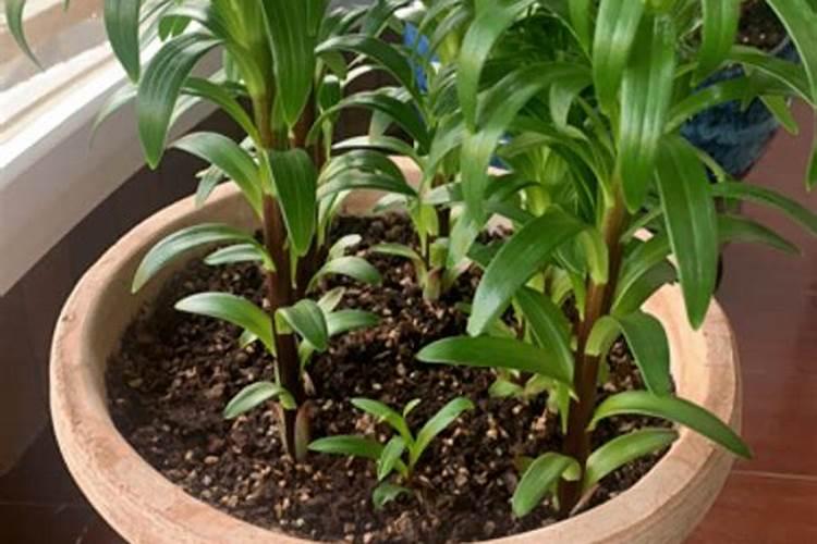 百合花叶子变黄了怎么办