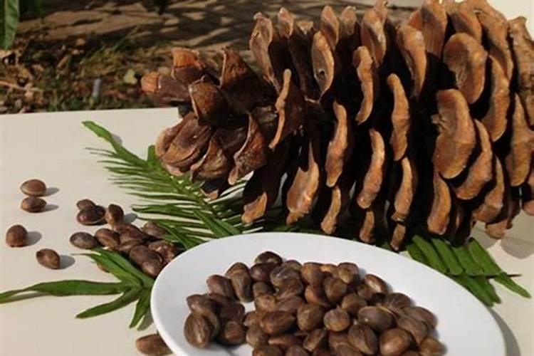 黄豆地里的马松子用什么除草剂去除？