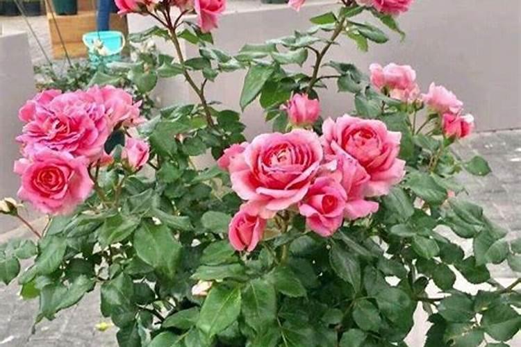 月季小苗施肥时间和方法