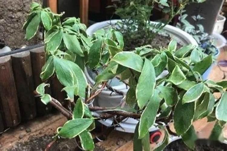 ‘金边瑞香’怎么盆栽？怎么养好？我的有点枯叶怎么办？