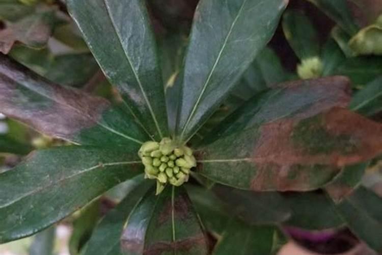 瑞香怎么养护与浇水