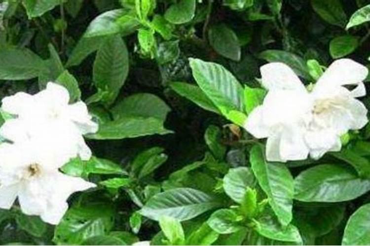 栀子花可以用复合肥吗,栀子花施什么肥好？