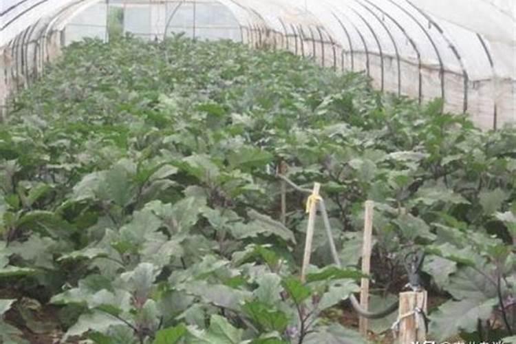 大棚种植茄子需要什么肥料