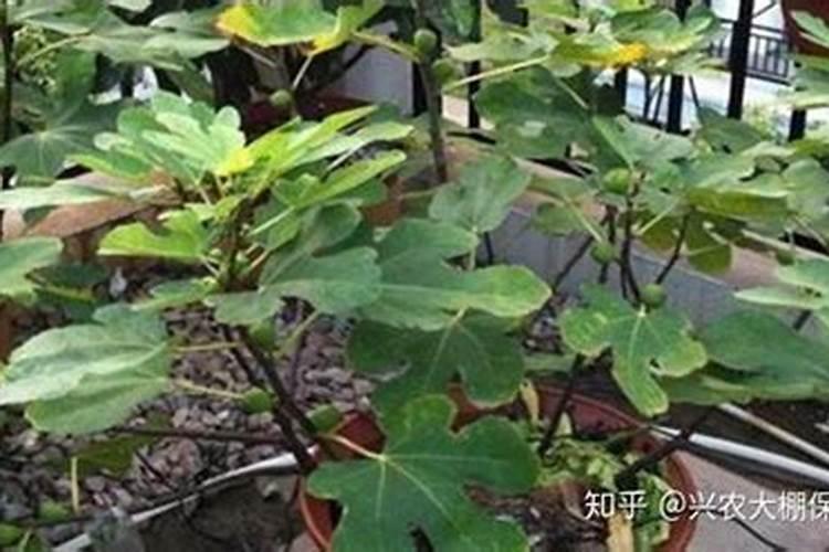 无花果树养殖方法