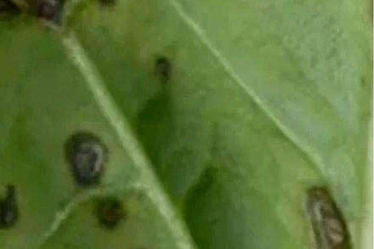 植物叶子上有密密麻麻的黑点怎么回事？